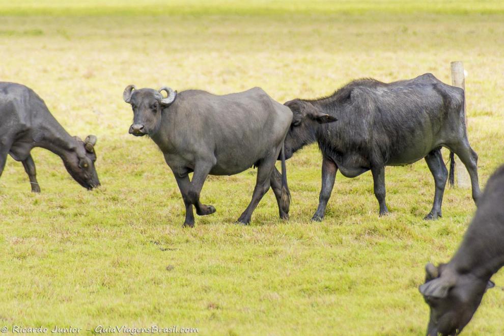 Imagem de vários búfalos na Fazenda Búfalo em Trancoso.